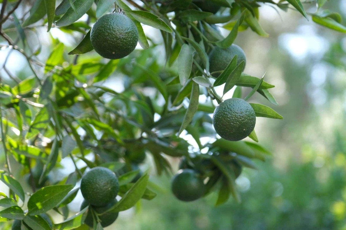 Yeşil Bodrum Mandalini Hasadı Devam Ediyor